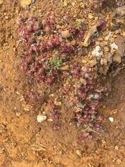 Drosera neocaledonica