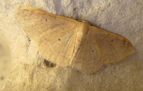Portland Ribbon Wave, SS 124 per Floridia c/da Frescura, 96100 Siracusa SR, Italy, photo 9 of 10