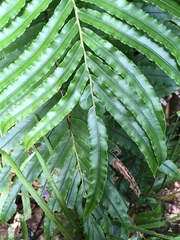 Blechnum chauliodontum