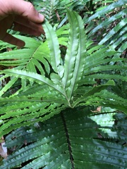 Blechnum chauliodontum