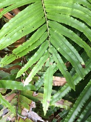 Blechnum chauliodontum