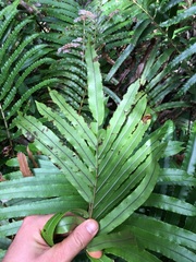 Blechnum chauliodontum