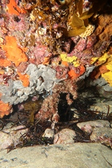 Epizoanthus sabulosus image