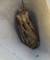 Agrotis spinifera
