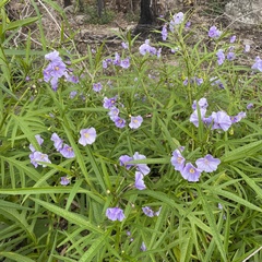 Solanum vescum