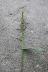 Steinchisma laxum