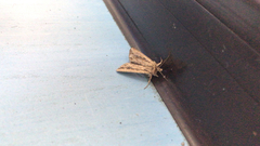 Persectania dyscrita