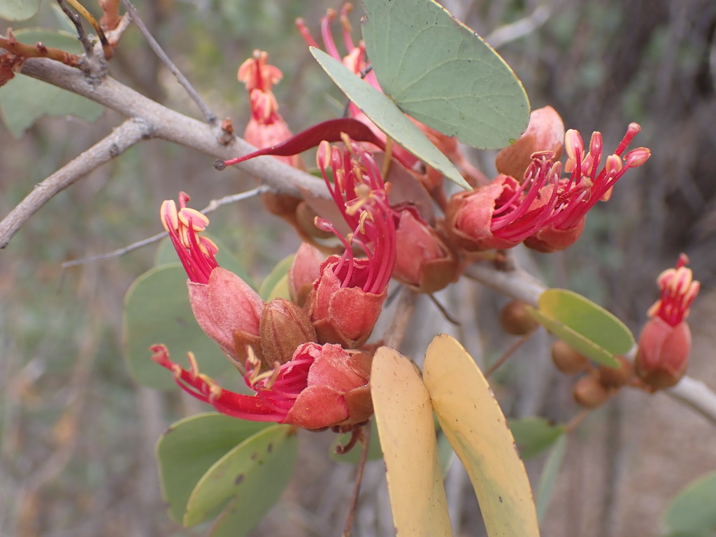 Lysiphyllum cunninghamii (Benth.) de Wit