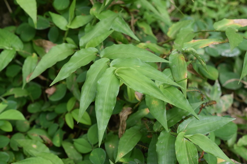 Ichnanthus pallens iNat (3)