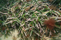 Amphibolis griffithii