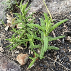 Chloanthes stoechadis
