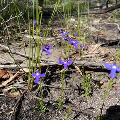 Lobelia dentata