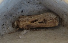 Agrotis spinifera