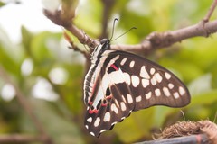 Graphium doson eleius