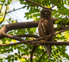 Ninox scutulata