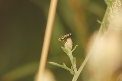 Urophora affinis