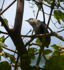 Phaenicophaeus tristis