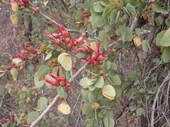 Lysiphyllum cunninghamii
