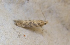 Scrobipalpa ocellatella