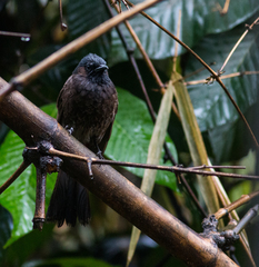 Pycnonotus cafer