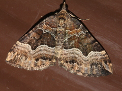 Chrysolarentia lucidulata