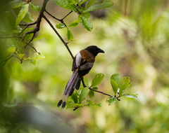 Dendrocitta vagabunda