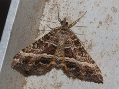 Chrysolarentia vicissata