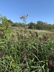 Sonchus palustris