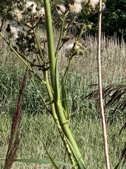 Sonchus palustris