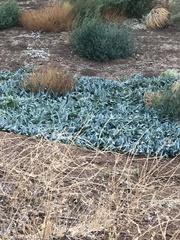 Cucurbita foetidissima