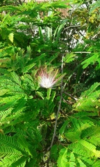 Calliandra riparia