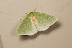 Chlorosea roseitacta