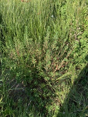 Euphorbia palustris