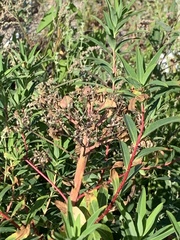 Euphorbia palustris