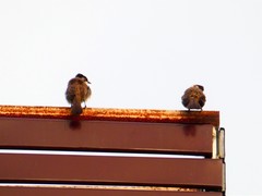 Pycnonotus xanthorrhous