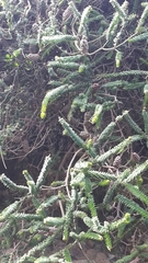 Melaleuca diosmifolia