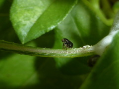 Clastoptera xanthocephala