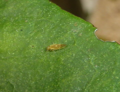 Valenzuela subflavus