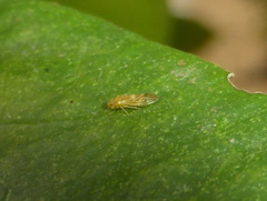 Valenzuela subflavus