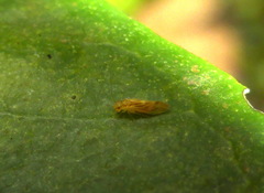 Valenzuela subflavus