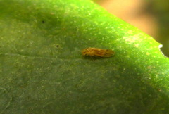 Valenzuela subflavus