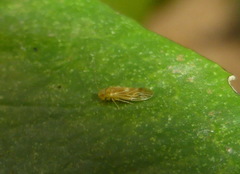 Valenzuela subflavus