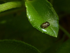 Clastoptera xanthocephala