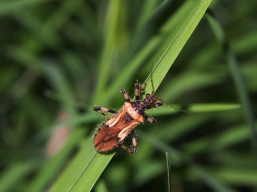 Acanthaspis concinnula · iNaturalist