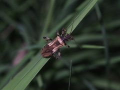Acanthaspis concinnula