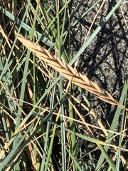 Elymus athericus