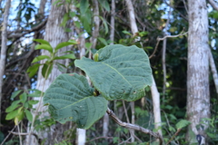 Coccoloba rugosa