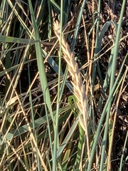 Elymus athericus