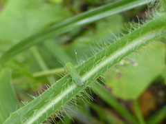 Hortensia similis image