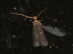 Lecithocera terrigena